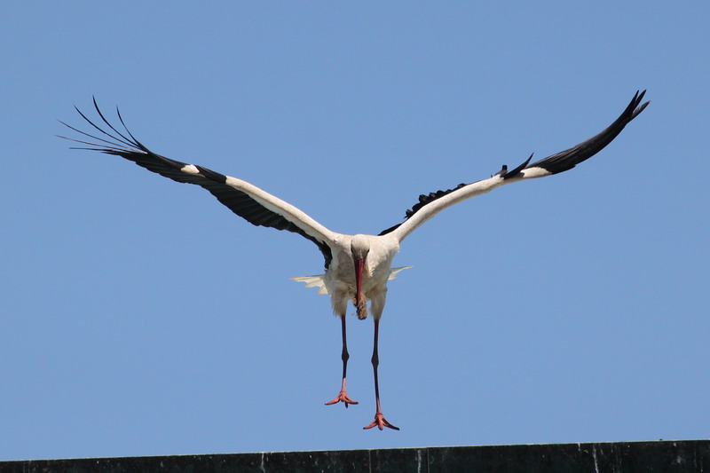 Weissstorch